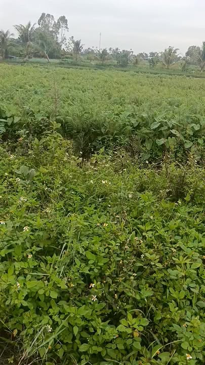 Đất nền Quảng Nhân 150m² giá chỉ 8 tỷ - Khu dân cư đông đúc, cơ hội đầu tư tuyệt vời!