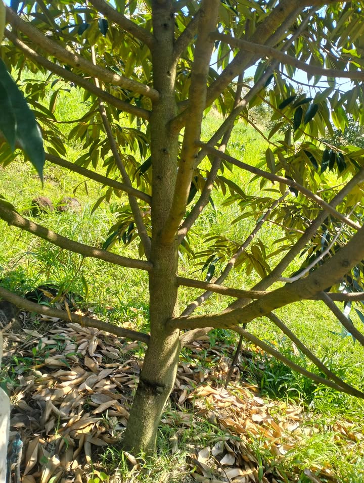 Farm Thọ Sơn Bù Đăng 10.000m² giá 2.5 tỷ - Đầu tư sinh lời hấp dẫn!