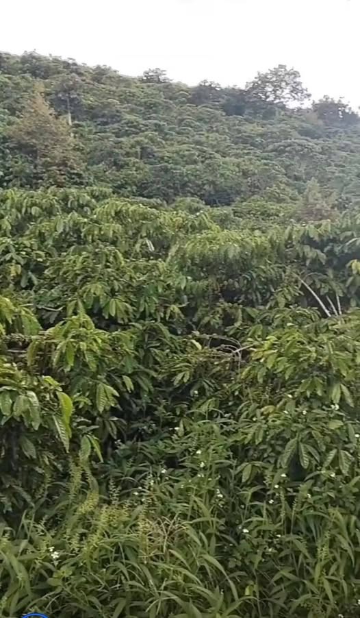 Đất nông nghiệp Hòa Bắc, Di Linh 1620m² giá 1.6 tỷ - Cơ hội đầu tư hấp dẫn!