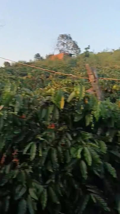 Đất nền kinh doanh tại Xuân Phú, Ea Kar, Đắk Lắk - Diện tích 12.000m², giá thỏa thuận!