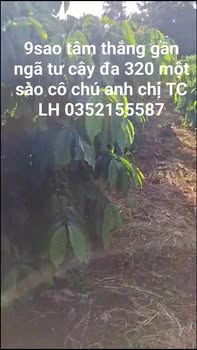 Đất 9 sao tại Tâm Thắng, Cư Jút giá 888 triệu - Tiềm năng đầu tư hấp dẫn!