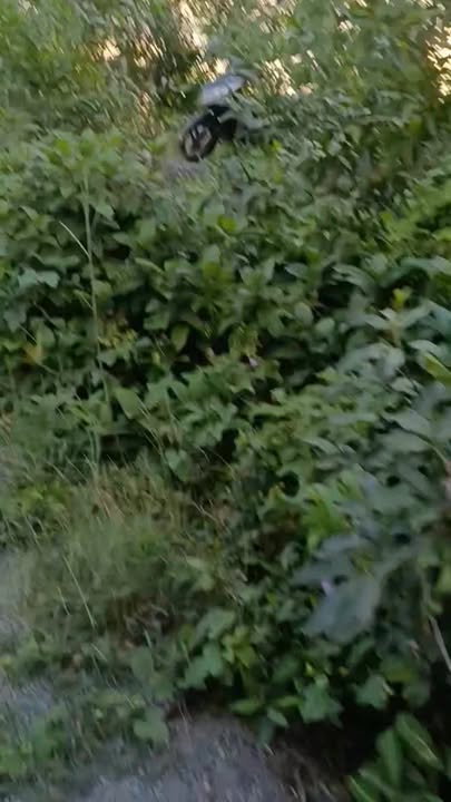 Đất vườn Tân Thành Mộc Hóa 2072m² giá 1.1 tỷ - Cơ hội đầu tư tuyệt vời!