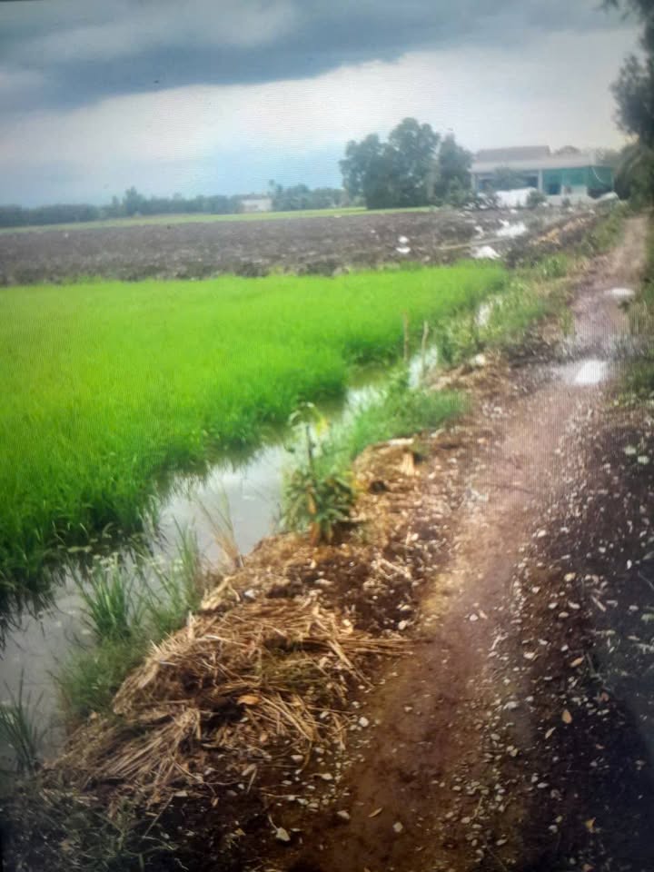 Đất lúa 3774m² ở Tân Thành, Thủ Thừa chỉ 300 triệu - Cơ hội đầu tư hấp dẫn!