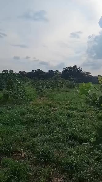 Đất nền Phú Văn 1,3ha giá chỉ 900 triệu - Đầu tư sinh lời nhanh!