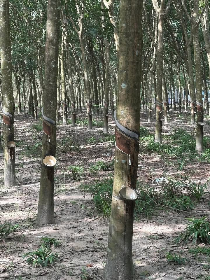 Đất nền 40000m² tại khu phố 6, Minh Hưng - Giá chỉ 1 tỷ VND!