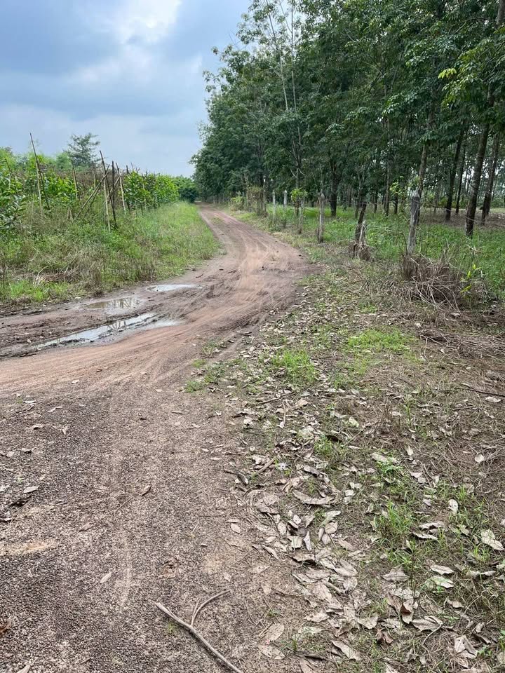 Đất nền Lộc Thịnh 1,2ha giá 1,8 tỷ - Đầu tư sinh lời hấp dẫn!