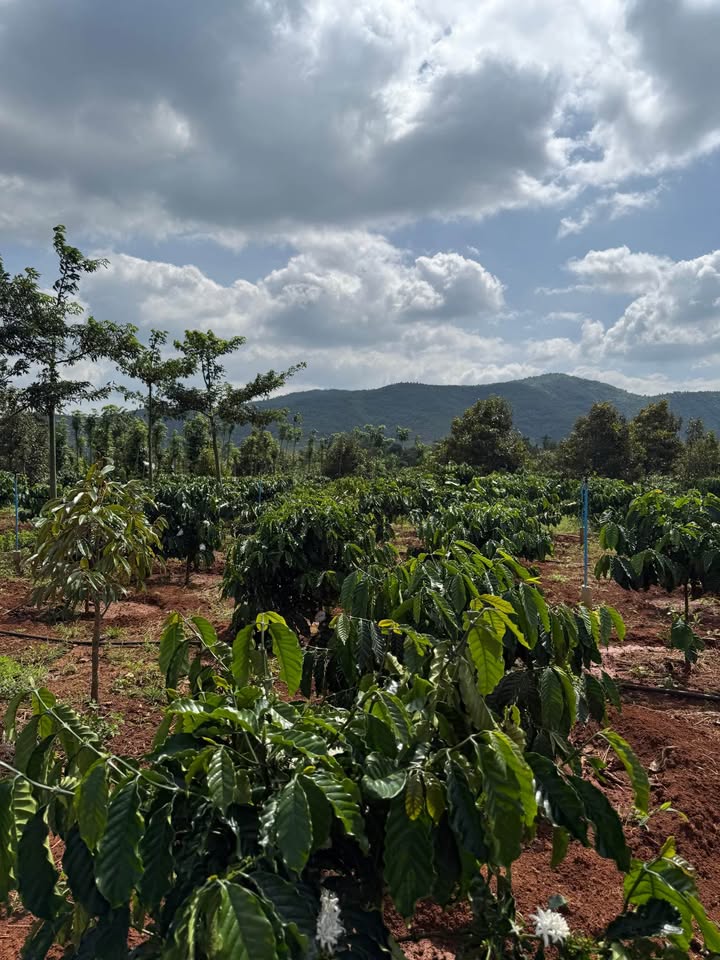 Đất nông nghiệp Ea Yông, Krông Pắc 21600m² - Giá chỉ 600 triệu!