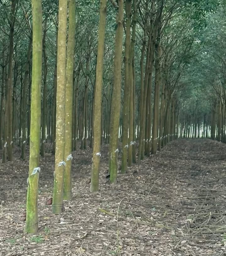 Đất nền Phước Thành, Phú Giáo 90.000m² giá 3 tỷ - Cơ hội đầu tư lý tưởng!