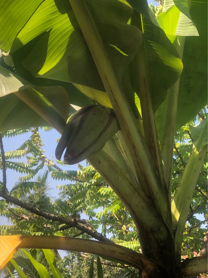 Nhà cấp 4 An Sơn, Thuận An 139.6m² giá 1.85 tỷ - Sẵn sàng vào ở ngay!