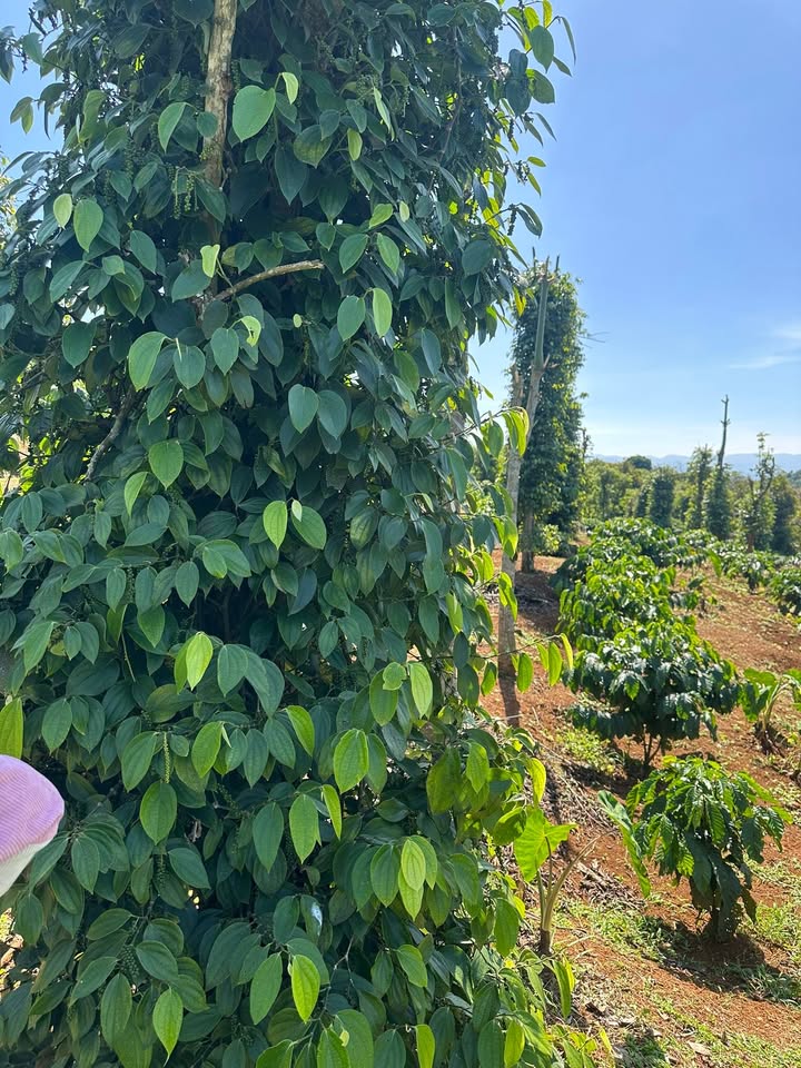 Đất rẫy đẹp 9.1ha tại Đông Gia Nghĩa, Lâm Đồng - Giá chỉ 2.1 tỷ