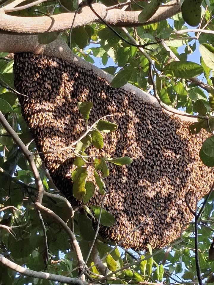 Đất nền Ninh Trung 100m² giá chỉ 300 triệu - Sổ hồng chính chủ!