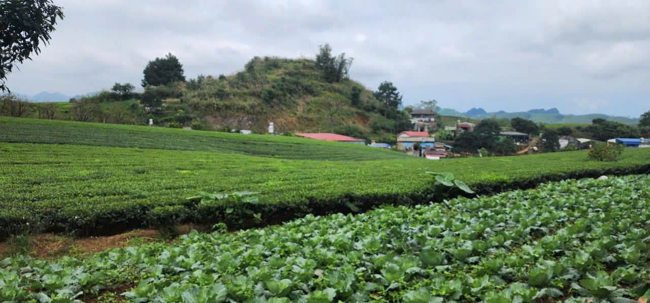 Đất nền tại TDP Hoa Ban, Mộc Châu 295m² giá 3 tỷ - View đồi chè tuyệt đẹp!