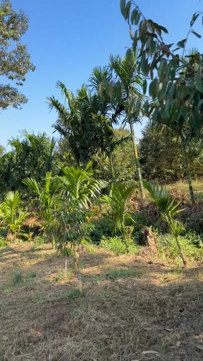 Đất nông nghiệp 16.200m² tại Buôn Hồ - Giá 5 tỷ, thương lượng mạnh!