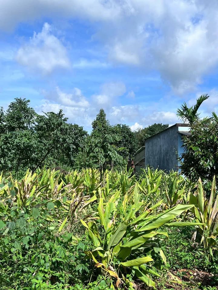 Đất nền xã Ea Drong, Buôn Hồ 300m² giá 650 triệu - Đầu tư sinh lời ngay!