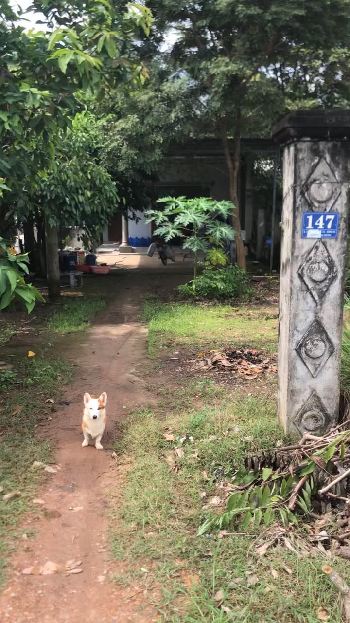 Nhà mặt tiền thôn 1, Gia Huynh, Tánh Linh 400m² giá 1.1 tỷ - Thoáng mát, rộng rãi!