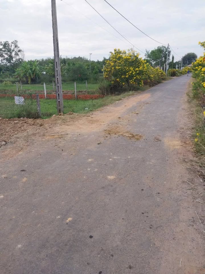 Đất thổ cư 60m² và lúa tại Phước Thạnh, Gò Dầu - Giá chỉ 599 triệu!