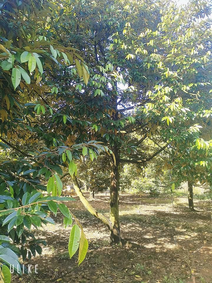 Đất nền mặt tiền đường bê tông tại Mỹ Đức 4725m² giá 45 triệu/m - Cơ hội đầu tư hấp dẫn!