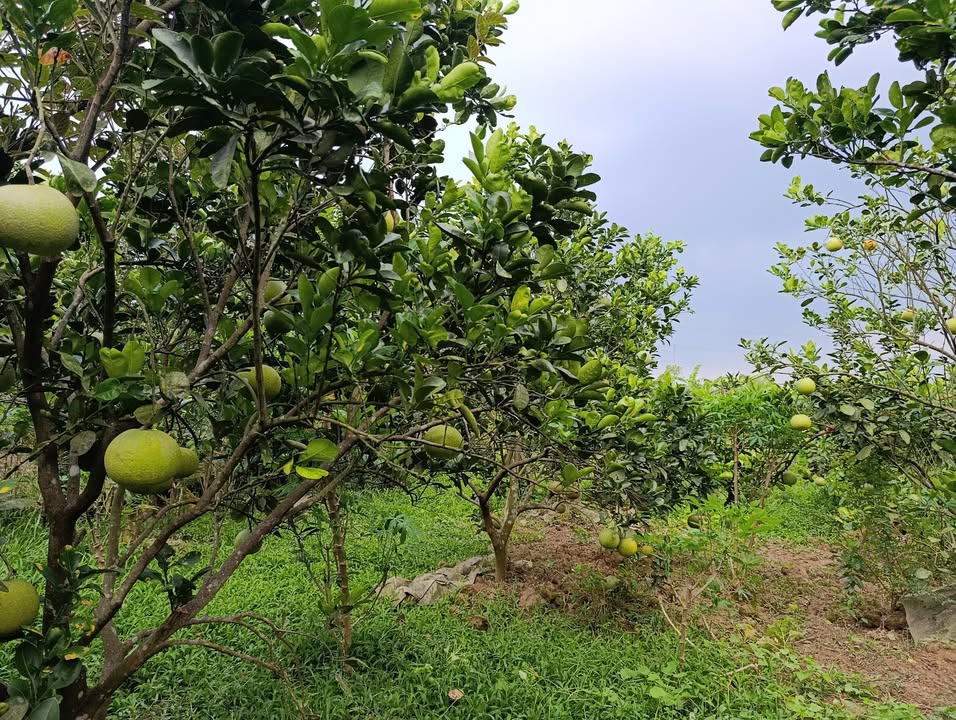 Đất nông nghiệp 720m² xã Ý Yên Ninh Bình giá 2,3 triệu/m² - Cơ hội đầu tư hấp dẫn!