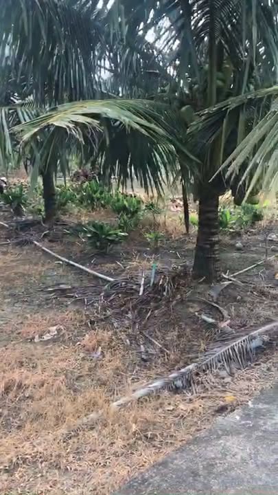 Đất nền 1000m² xã Lương Hòa Lạc, Tiền Giang - Giá chỉ 1.25 tỷ, thương lượng nhẹ!