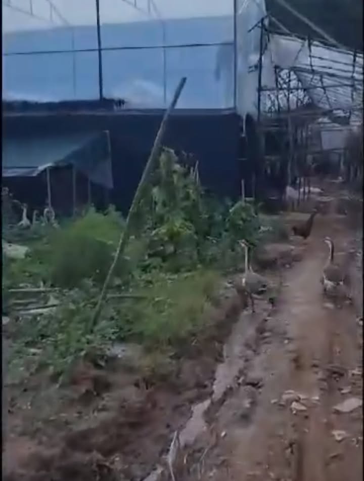 Đất nền giá rẻ 60m² tại Lang Biang, Đà Lạt - Cần bán gấp chỉ 550 triệu!