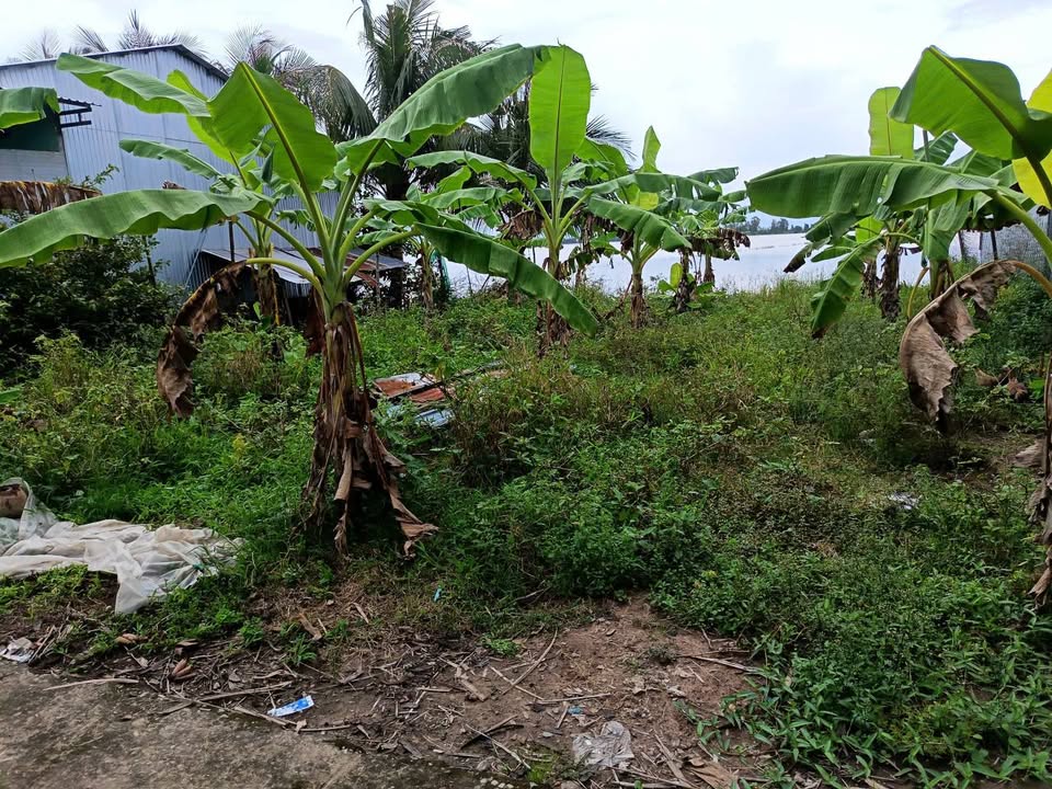 Đất thổ cư 241m² Thạnh An, Châu Thành giá 450 triệu - Cơ hội đầu tư tuyệt vời!