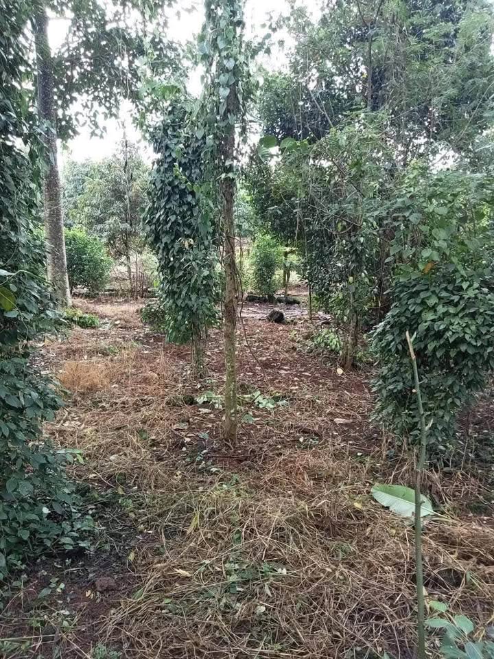 Đất nền 1 sào tại Xã Phú Vinh, Đồng Nai - Giá 550 triệu, sổ đỏ chính chủ!