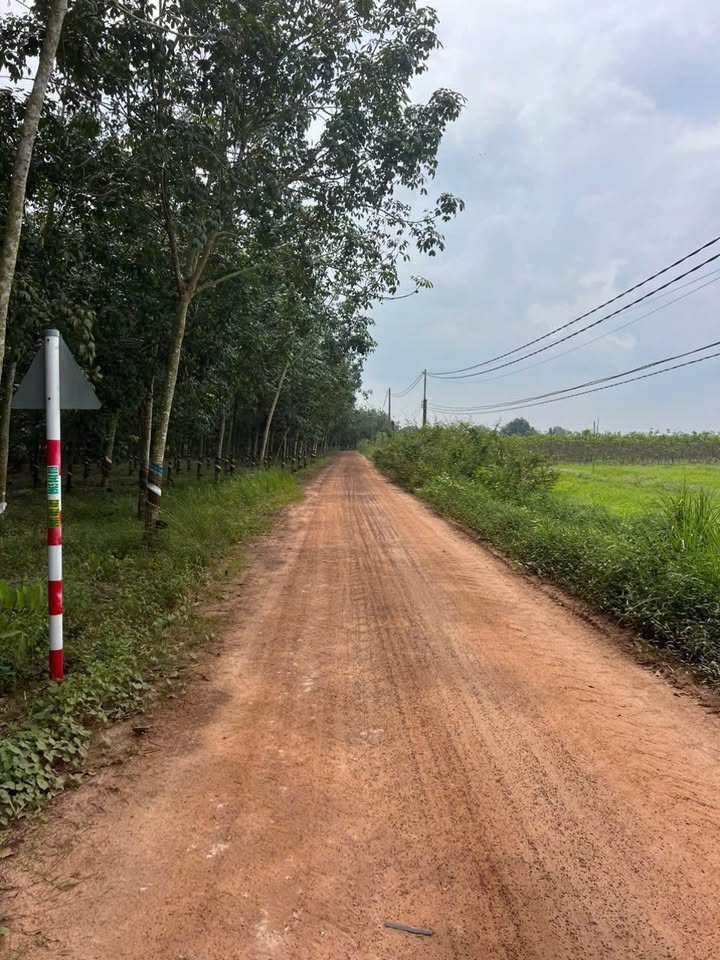 Đất nền Tân Hội, Tân Châu 1000m² giá chỉ 175 triệu - Cơ hội đầu tư hấp dẫn!