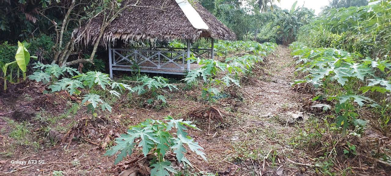 Đất nền đẹp tại Cai Lậy 400m² giá chỉ 4.5 tỷ - Đầu tư sinh lời tuyệt vời!