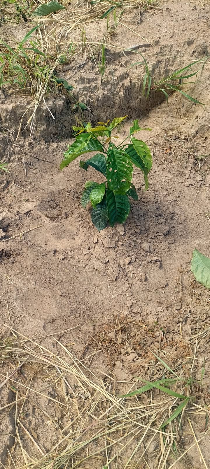 Farm 8000m² Đắk Ruồng, Kon Rẫy, Kon Tum - Đầu tư sinh lời với cây cafe và cao su!