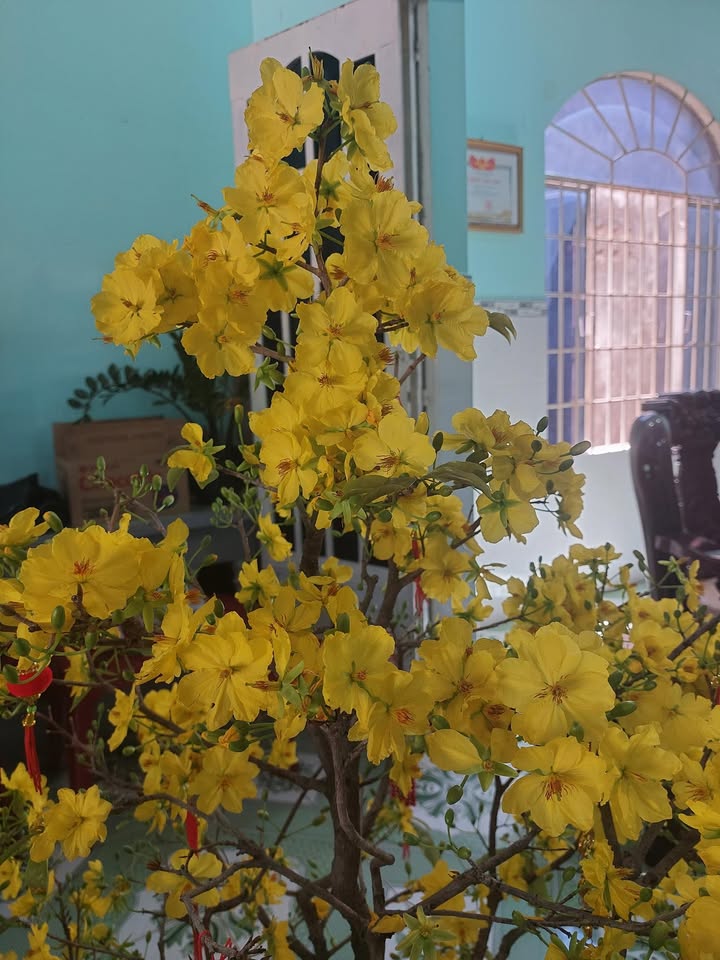 Đất vườn 6300m² xã Phước Long Thọ chỉ 2.835 tỷ - Cơ hội đầu tư tuyệt vời!