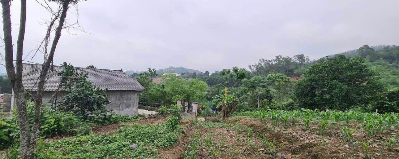 Đất thổ cư 2500m² Cư Yên, Lương Sơn, Hòa Bình - Giá chỉ 6.25 tỷ!