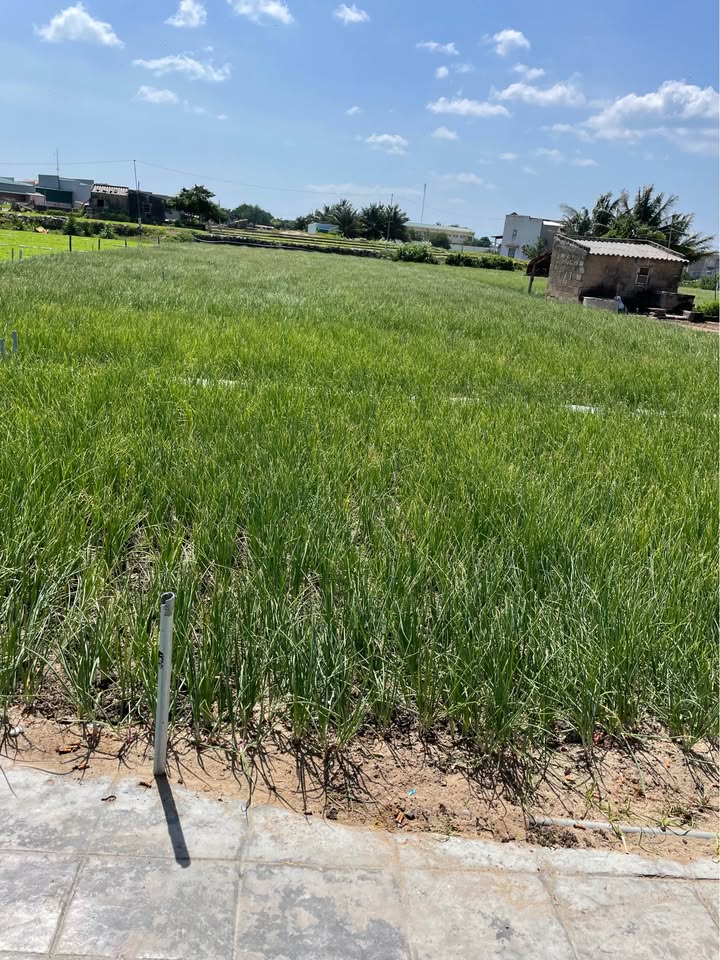 Đất nông nghiệp Ninh Thuận 238m² - Gần biển Mỹ Tân, giá thỏa thuận!