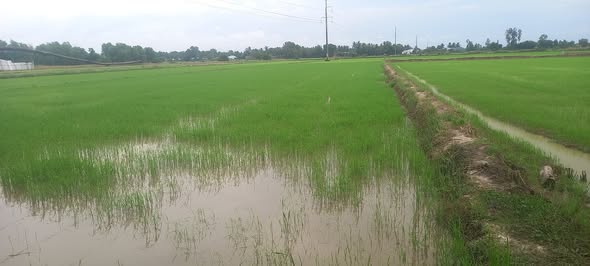 Đất nền 2,5 công tại Châu Thành, Tây Ninh - Giá chỉ 750 triệu!