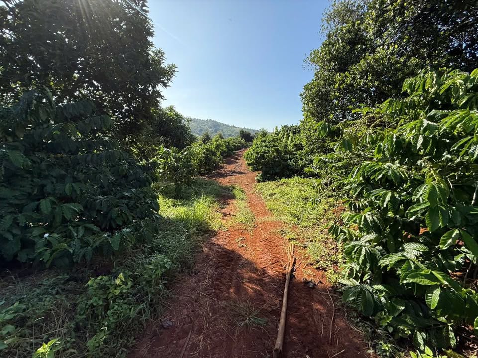 Đất nền 87.000m² tại thôn 4, xã Dliê Yang, 1.6 tỷ - Đất đỏ, điện nước đầy đủ!