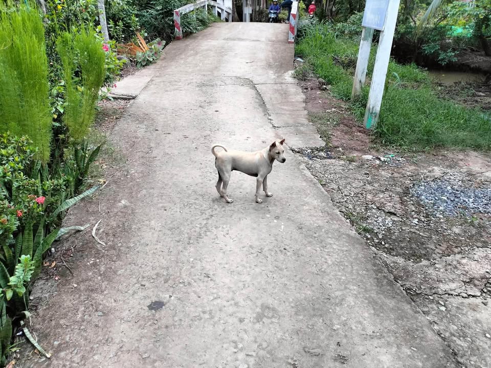 Đất vườn Châu Bình, Giồng Trôm 7317m² giá 2.012 tỷ - Đường xe ô tô vào tận nơi!