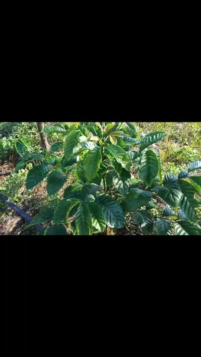 Đất nền xã Ia Hrú 32.000m² giá chỉ 920 triệu - Đầu tư sinh lời ngay!