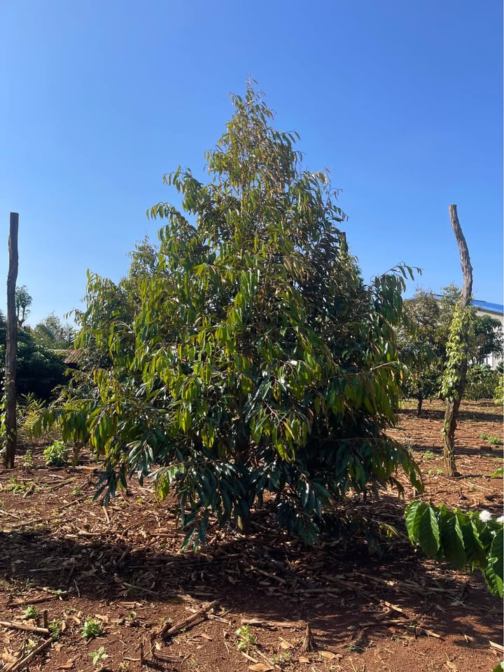 Đất thổ cư 10800m² Cư M'gar Đắk Lắk giá chỉ 1.65 tỷ - Cơ hội đầu tư sinh lời!