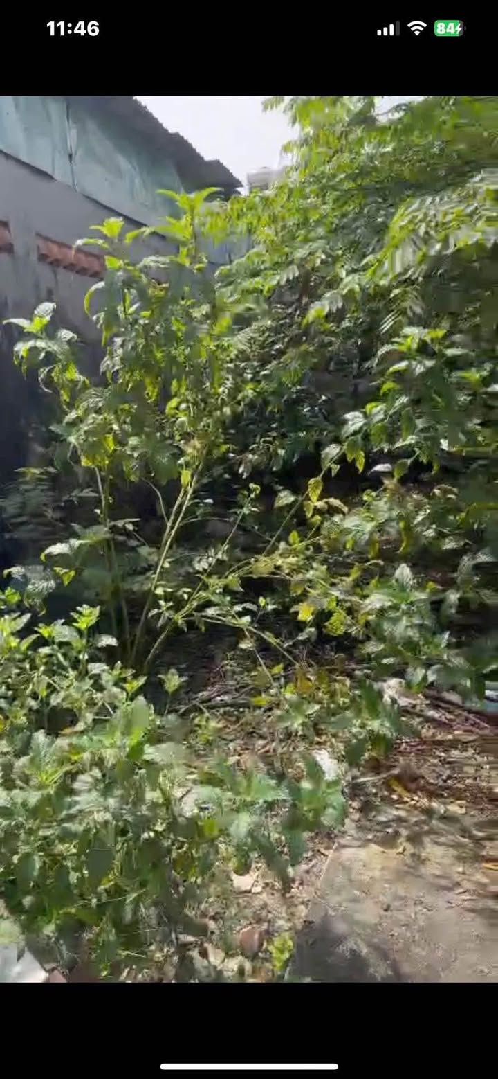 Đất nền 249m² tại Vĩnh Lộc A, Bình Chánh, giá 2.45 tỷ - Sổ đỏ chính chủ!