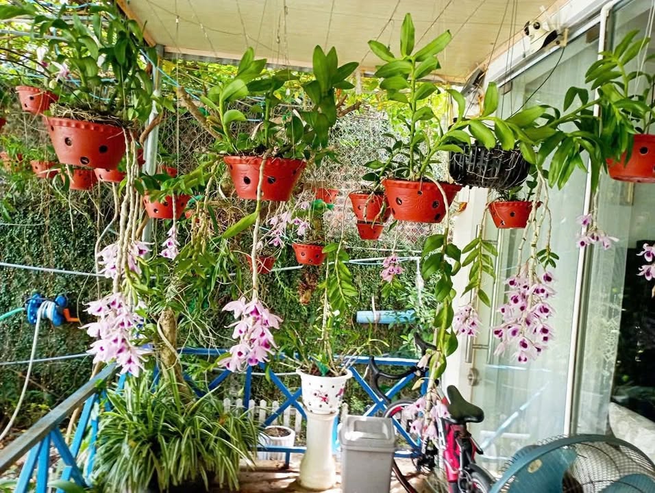 Nhà vườn Tân Thành Dương Kinh 430m² giá 10 tỷ - Không gian sống lý tưởng!