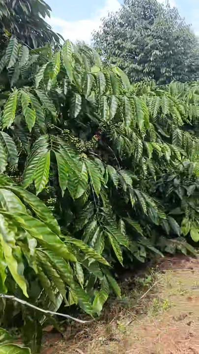 Đất nền Nam Xuân Krông Nô 6000m² giá 1.95 tỷ - Đường bê tông thông tứ phía!