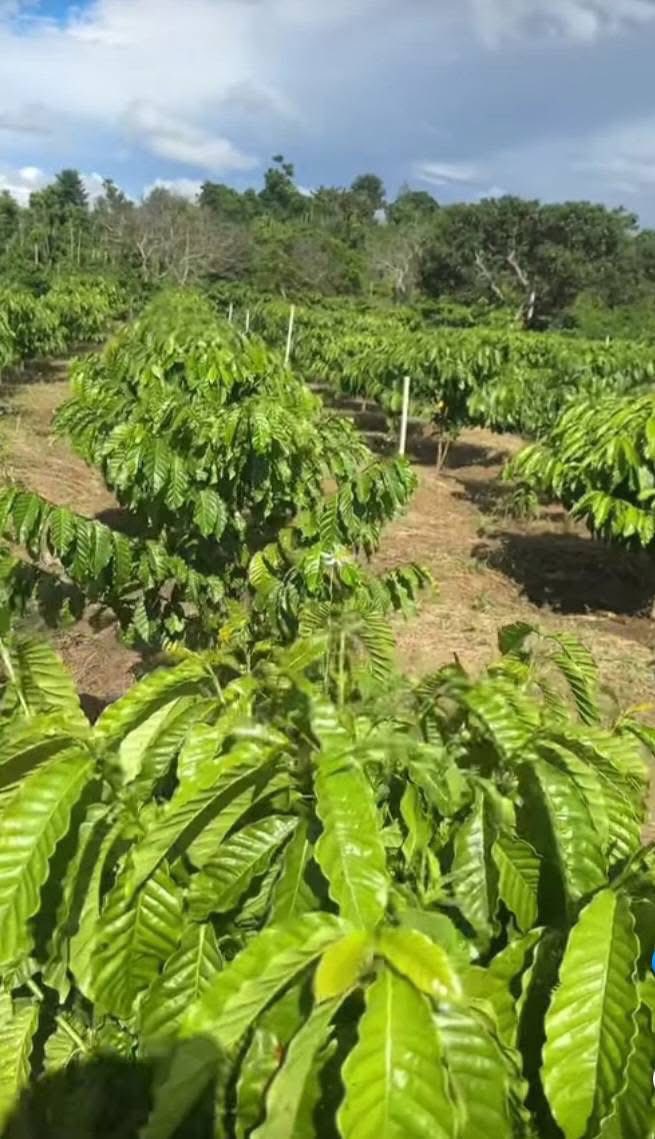 Đất nền Cuôr Knia Buôn Đôn 720m² giá 300 triệu - Cơ hội đầu tư lý tưởng!