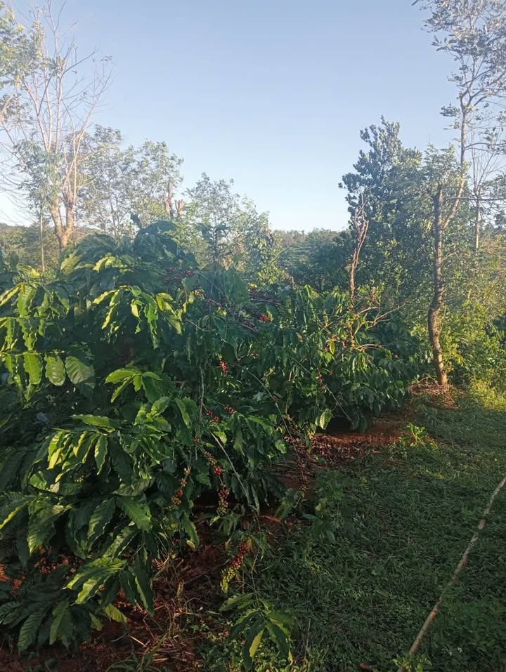 Đất nền Quảng Tâm Tuy Đức 10.000m² giá 1.85 tỷ - Đầu tư sinh lời hấp dẫn!