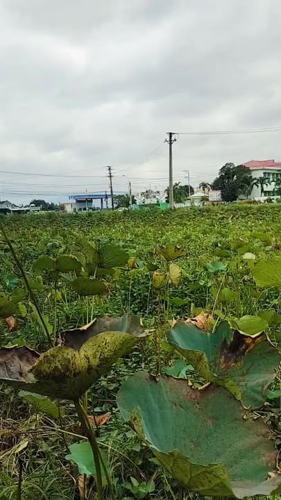 Đất ở Hòa Mỹ Đông, Tây Hòa 145m² giá 700 triệu - Tiện ích xung quanh đầy đủ!