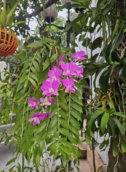 Shophouse CT2B Xa La Hà Đông 25m² - Chính chủ bán, vừa ở vừa kinh doanh!