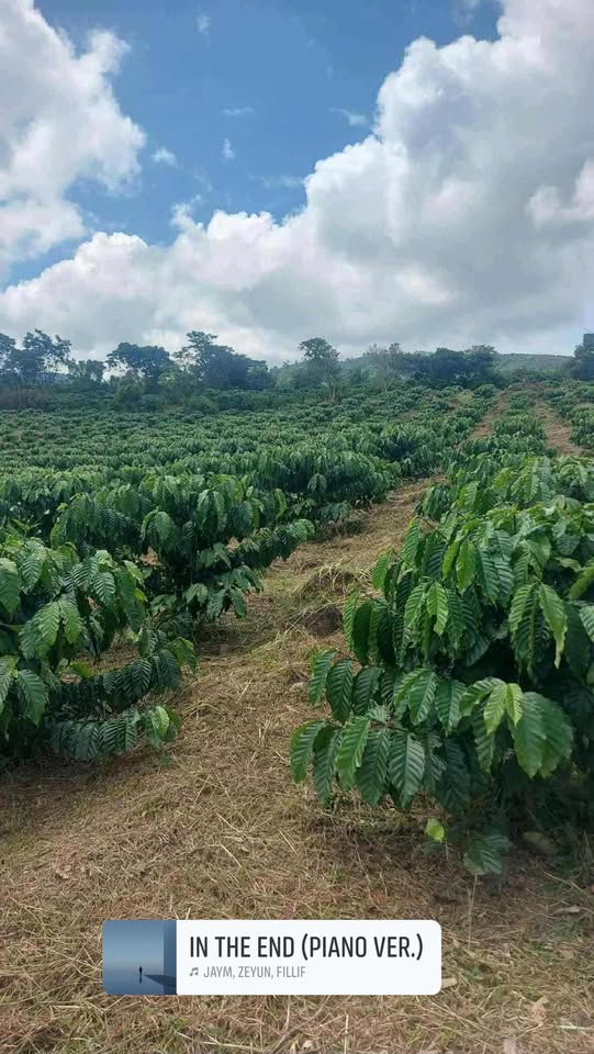 Đất nền thổ cư 1,2ha Tân Lâm, Di Linh giá 2,5 tỷ - Đất đẹp, giao thông thuận lợi!