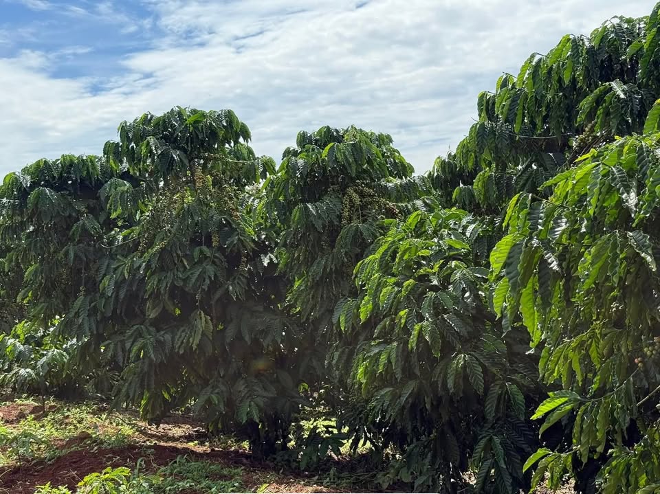 Đất Tân Thanh Lâm Hà 1,5ha giá 5 tỷ - Tiện ích đầy đủ, pháp lý rõ ràng!