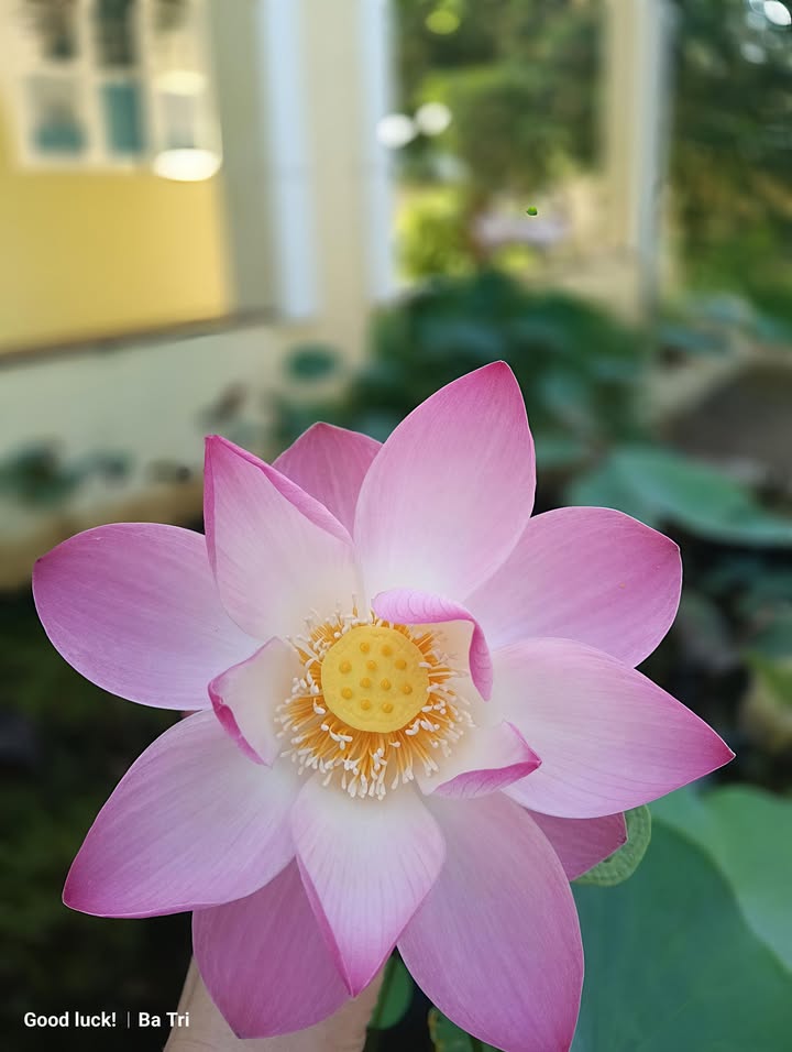 Đất ruộng Mỹ Nhơn, Ba Tri - 3000m² chỉ 390 triệu - Cơ hội đầu tư hấp dẫn!