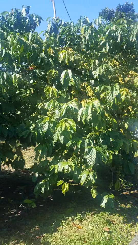 Đất Tân Thanh Lâm Hà 650m² giá 2.4 tỷ - Đầu tư sinh lời ngay!