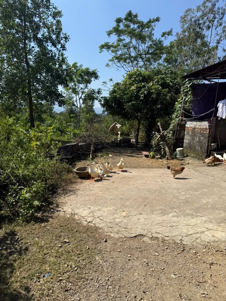 Đất nền Liêu Trung Nho Quan 100m² giá 700 triệu - Cơ hội đầu tư hấp dẫn!