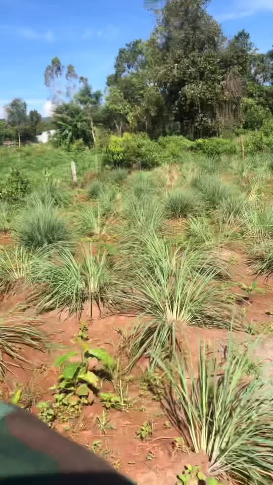 Đất nông nghiệp tại Đăk Tơ Ver, Chư Păh, Gia Lai 1.332.000m² - Giá chỉ 260 triệu!